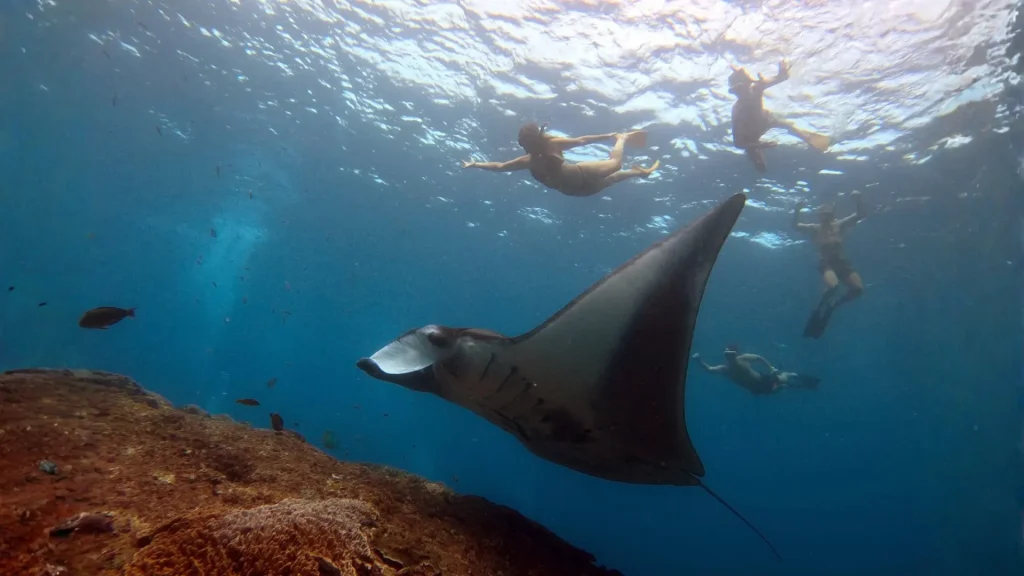 Foreign tourists diving in Nusa Lembongan alongside majestic manta rays during Diving Nusa Lembongan experience