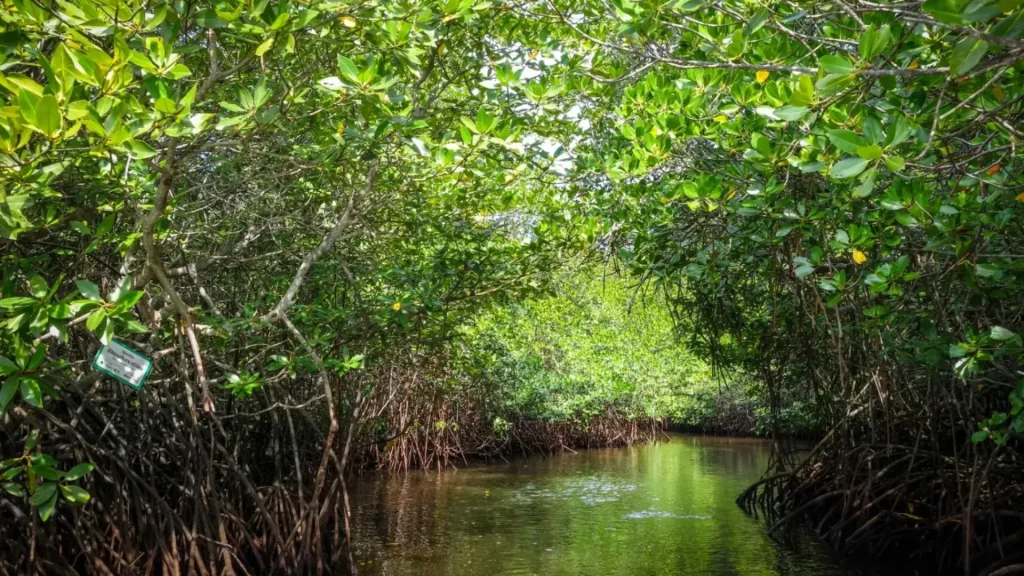 Natural mangrove forest view at Mangrove Point Nusa Lembongan showcasing calm waterways and greenery